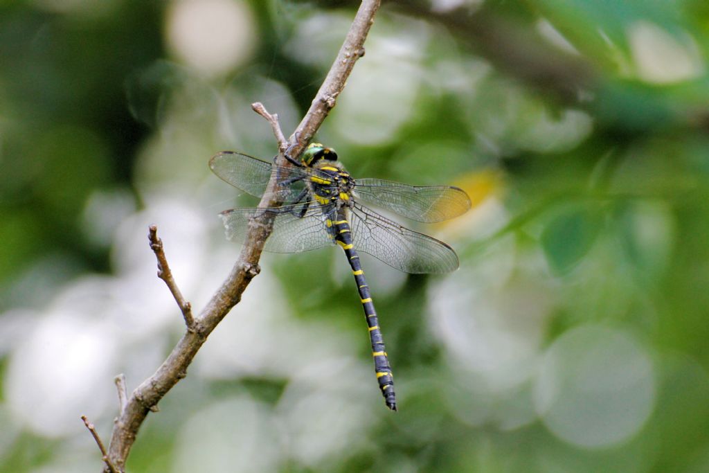 Cordulegaster boltonii